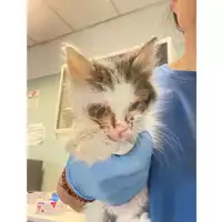 Foto dell\'animale gatto - Matr. 2025/0760 - Microchip 380260170352440