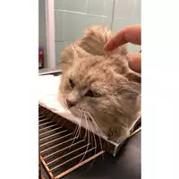 Foto dell\'animale gatto - Matr. 2025/0761 - Microchip 380260044980806