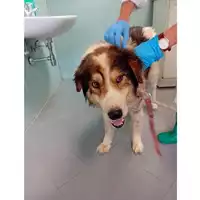 Foto dell\'animale cane - Matr. 2025/0763 - Microchip 380260170352442