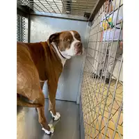 Foto dell\'animale cane - Matr. 2025/0764 - Microchip 380260170352449