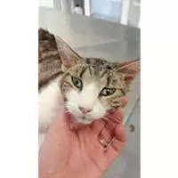 Foto dell\'animale gatto - Matr. 2025/0765 - Microchip 380260170352457