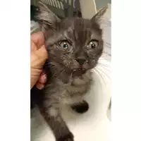 Foto dell\'animale gatto - Matr. 2025/0766 - Microchip 380260170353871