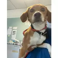 Foto dell\'animale cane - Matr. 2025/0768 - Microchip 380260102483290