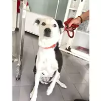 Foto dell\'animale cane - Matr. 2025/0767 - Microchip 380260170353873