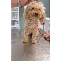 Foto dell\'animale cane - Matr. 2025/0770 - Microchip 380260170353872