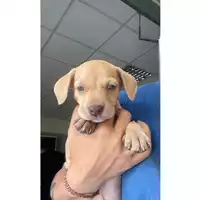 Foto dell\'animale cane - Matr. 2025/0769 - Microchip 380260170353879