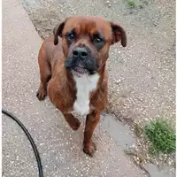 Foto dell\'animale cane - Matr. 2023/2133 - Microchip 380260044927055