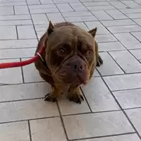 Foto dell\'animale cane - Matr. 2025/0602 - Microchip 380260170352546