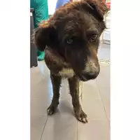 Foto dell\'animale cane - Matr. 2025/0775 - Microchip 380260044981201