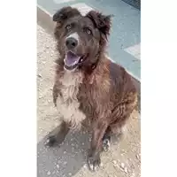 Foto dell\'animale cane - Matr. 2025/0775 - Microchip 380260044981201
