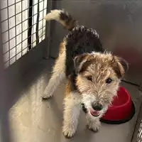 Foto dell\'animale cane - Matr. 2025/0777 - Microchip 380260170353869