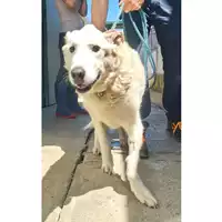 Foto dell\'animale cane - Matr. 2025/0778 - Microchip 380260170353877