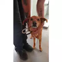 Foto dell\'animale cane - Matr. 2025/0782 - Microchip 380260100376762