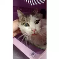 Foto dell\'animale gatto - Matr. 2025/0783 - Microchip 380260044981166