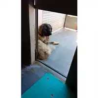 Foto dell\'animale cane - Matr. 2025/0785 - Microchip 070000000192229