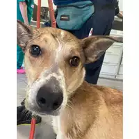 Foto dell\'animale cane - Matr. 2025/0790 - Microchip 380260170352181