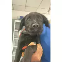 Foto dell\'animale cane - Matr. 2025/0788 - Microchip 380260170352193