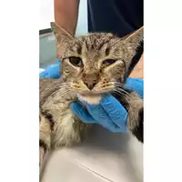 Foto dell\'animale gatto - Matr. 2025/0791 - Microchip 380260170352186