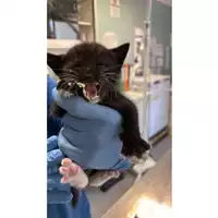 Foto dell\'animale gatto - Matr. 2025/0793 - Microchip 380260170352196