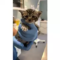 Foto dell\'animale gatto - Matr. 2025/0794 - Microchip 380260170352182
