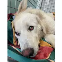 Foto dell\'animale cane - Matr. 2025/0798 - Microchip 380260170352192