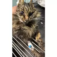 Foto dell\'animale gatto - Matr. 2025/0796 - Microchip 380260044732433