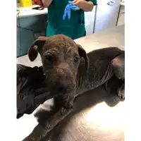 Foto dell\'animale cane - Matr. 2021/0940 - Microchip 380260044281161