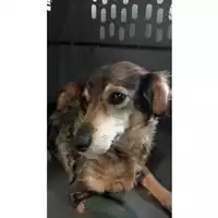 Foto dell\'animale cane - Matr. 2025/0801 - Microchip 380260044981321