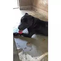 Foto dell\'animale cane - Matr. 2025/0803 - Microchip 380260160041637