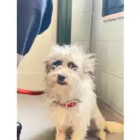Foto dell\'animale cane - Matr. 2025/0804 - Microchip 642090005435368