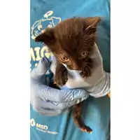 Foto dell\'animale gatto - Matr. 2025/0805 - Microchip 380260170352180