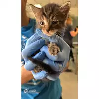 Foto dell\'animale gatto - Matr. 2025/0806 - Microchip 380260170352191