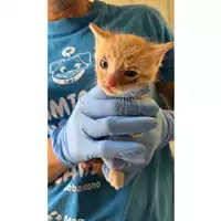 Foto dell\'animale gatto - Matr. 2025/0807 - Microchip 380260170352195