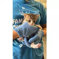 Foto dell\'animale gatto - Matr. 2025/0808 - Microchip 380260170352197