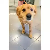 Foto dell\'animale cane - Matr. 2025/0811 - Microchip 380260170352194
