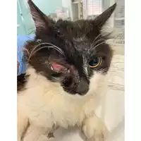 Foto dell\'animale gatto - Matr. 2025/0812 - Microchip 380260170352187