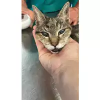 Foto dell\'animale gatto - Matr. 2025/0810 - Microchip 