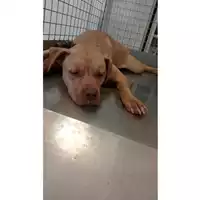 Foto dell\'animale cane - Matr. 2025/0813 - Microchip 380260170352189