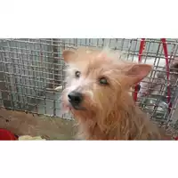 Foto dell\'animale cane - Matr. 2025/0815 - Microchip 380260170352199