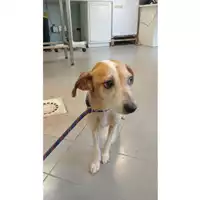 Foto dell\'animale cane - Matr. 2025/0816 - Microchip 380260170353867