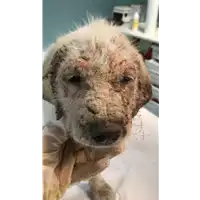 Foto dell\'animale cane - Matr. 2021/0942 - Microchip 380260044280536