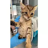 Foto dell\'animale gatto - Matr. 2025/0830 - Microchip 380260170352772
