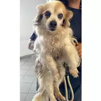 Foto dell\'animale cane - Matr. 2025/0836 - Microchip 380260080377423