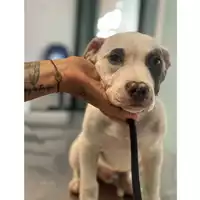 Foto dell\'animale cane - Matr. 2025/0835 - Microchip 380260170352763