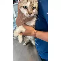 Foto dell\'animale gatto - Matr. 2025/0834 - Microchip 380260170352770