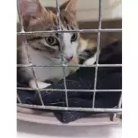 Foto dell\'animale gatto - Matr. 2025/0837 - Microchip 380260170352771