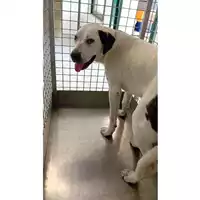 Foto dell\'animale cane - Matr. 2025/0838 - Microchip 380260170352765