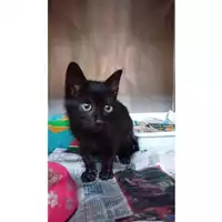 Foto dell\'animale gatto - Matr. 2025/0839 - Microchip 380260170352760