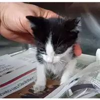 Foto dell\'animale gatto - Matr. 2025/0840 - Microchip 380260170352456