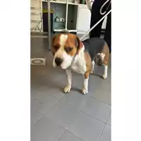 Foto dell\'animale cane - Matr. 2025/0845 - Microchip 380260102812094
